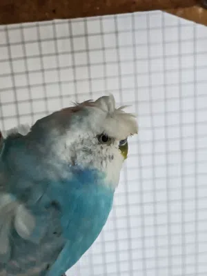 جوز حب هوقو رومو مستوى عالي