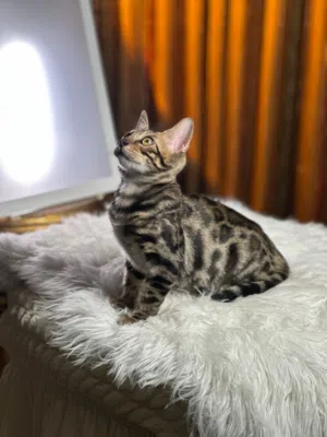 Pure Bengal Keaten
