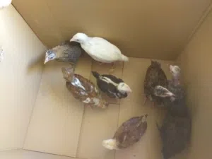 إفراخ عرب اصلي العمر من 45الى50يوم العدد8 ديج واحد ولباقي دجاج كفالة عنواني شط العرب كباسي