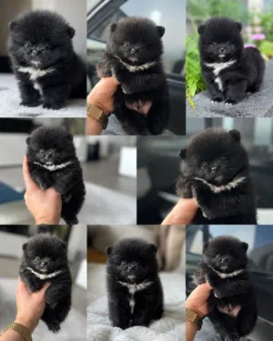 Pomeranian t_cup