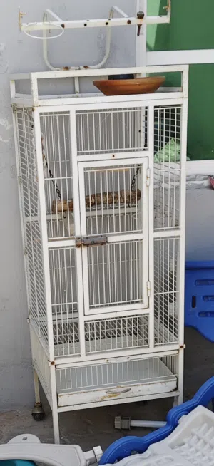 Birds cage