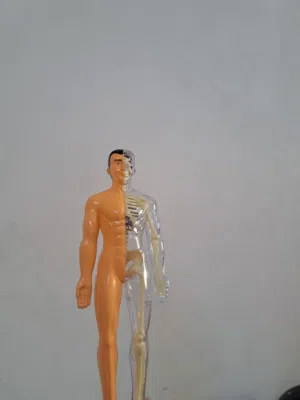 مجسم هيكل جسم الانسان