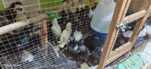 متوفر حمام بلدي