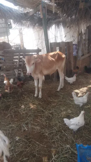 عجل للبيع عمره عشرة شهور