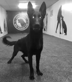 dogs trainer مدرب كلاب احترافي يعرض خدماته