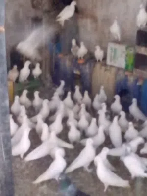 سلام عليكم يوجد 15 جوز حمام بلدي ابيض شغل زغليل مكفول