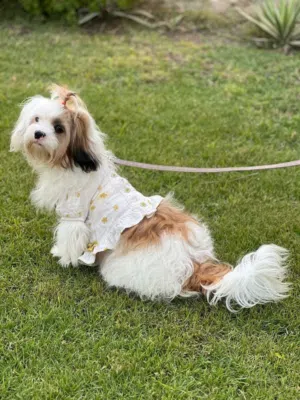 Mixed small dog- free adoption!