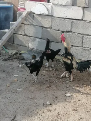 دجاجه وديج هنديات