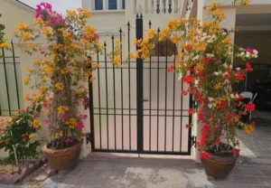 Bougainvillea plants available in a wide range of sizes, colors, and beautiful varieties