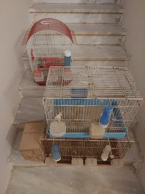 Accessories . Birds & Poultry4
