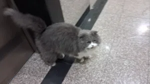 قطه للبيع جميله