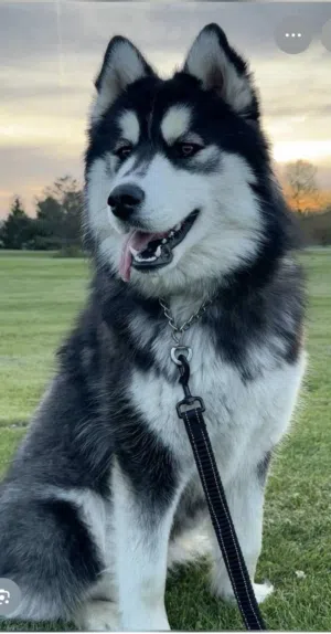 Hasky beautiful dog