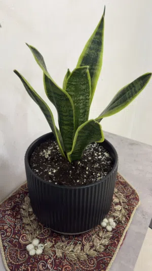 نبتة الثعبان (Snake Plant)