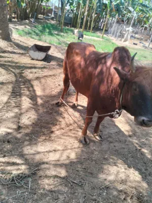 ثور عماني مطعوم