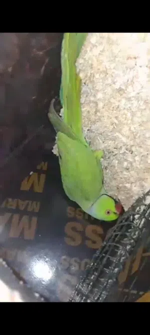 ازواج دره منتجه(وصف مهم) . . . .     . . .   . . . . . . . . . . . . .  . . . . . . . . . . . .  ..