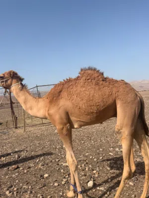 قعود فطيم للبيع