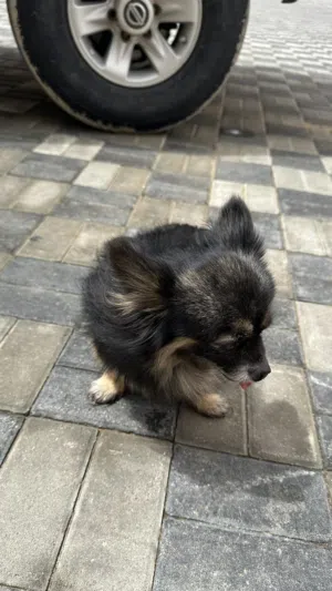 كلب بوميرانيان