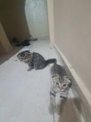 Scottish fold for sell , سكوتش فولد للبيع
