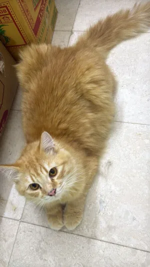 قطط سكوتش وشيرازي cats