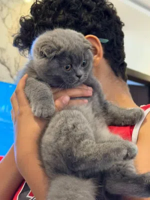 سكوتش فولد بلو للبيع