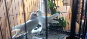 شباب حمام شقلباظ