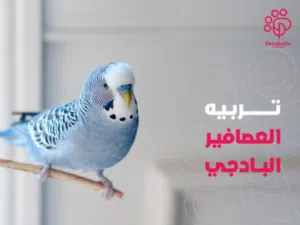 بقلينو للبيع طرف بي25العدد18