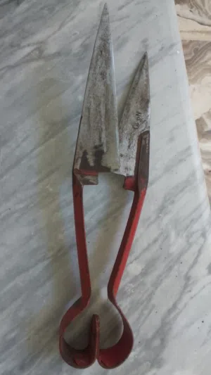 خرفان للبيع 4