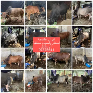 ثيران مطعومة بأحجام مختلفة