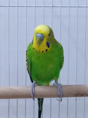 إعلان بيع طير بادجي ذكر 3 اقفاص