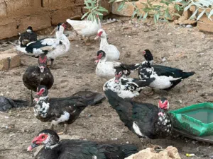 بط بلدي نخب اول