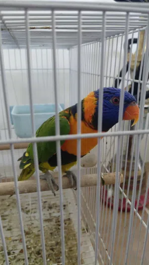 للبيع طير لوري