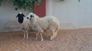 2فطايم وطنيات توميات ربي يبارك عمرهم ف8شهور سلاله مشالله متع تربيه..