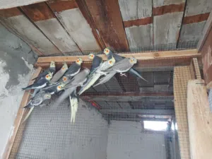 كوم كوكتيل جواز شغالة اهالي فراخ