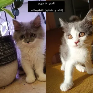 قطط مطعمين تواصل واتساب الرقم بالوصف