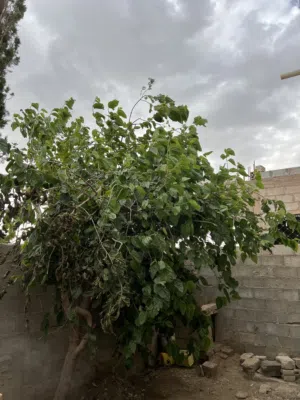 بيت مستقل فاخر على كرسي