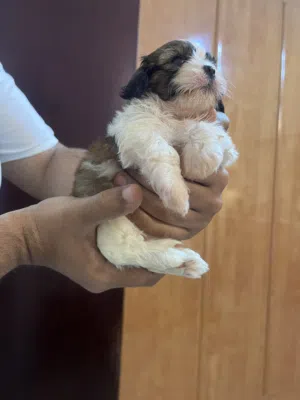 Poodle Shih Tzu Mix Puppy 45 days old