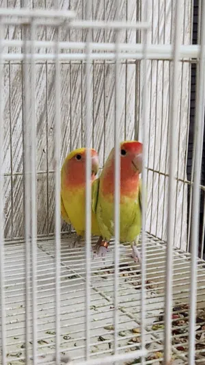 زوج روز للبيع