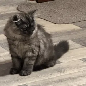 Cat for sale