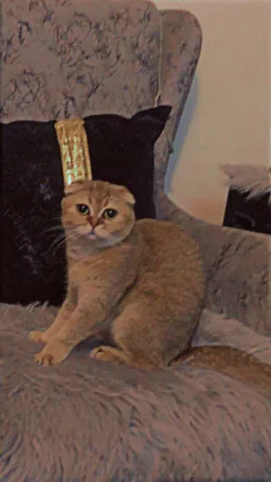 قط سكوتش للبيع سعر 150