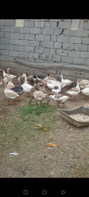 بط عراقي مال السنه ومال العام