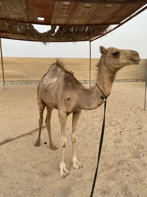 ‏جمال‏2