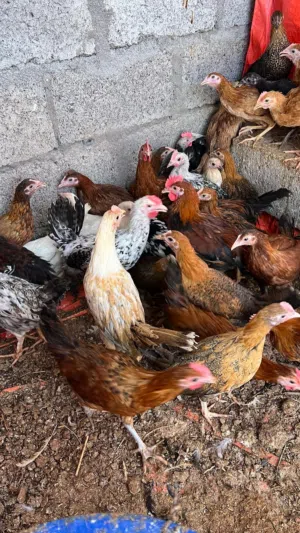 دجاج عماني لبيع