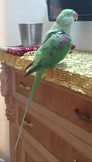 سلام عليكم ببغاء نيبالي أمريكي متكلم