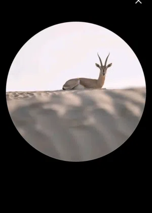 إبراهيم الحراصي 