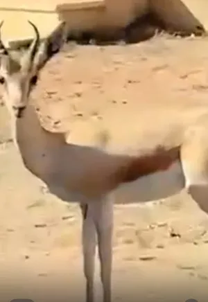 ‏غزلان‏0