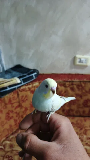 جوز حب تحته اربع فراخ