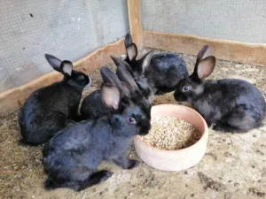 أرانب للبيع