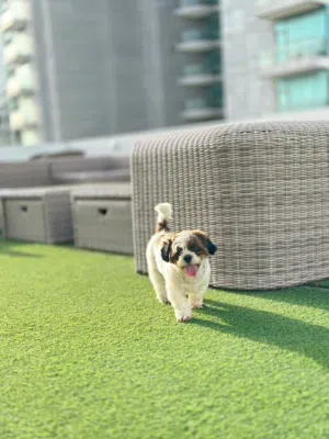 male shetzu dog for adoption  ذكر كلب شيتزو للتبني
