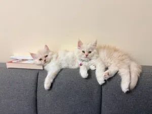 2 Female Persian Mix Kittens for Sale in Dubai  Fluffy, Healthy & Playful
