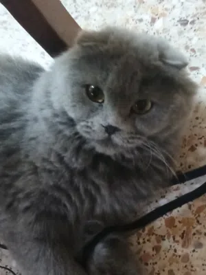 قط للبيع سكوتش فولد
